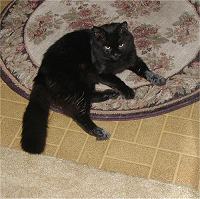 Angus relaxing