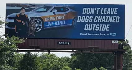 2024 Peta Billboard Daniel Suarez